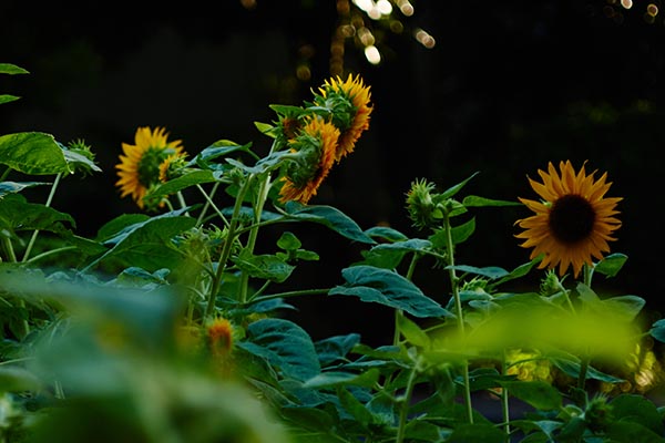 SunFlower3