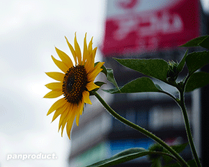 sunflower_300