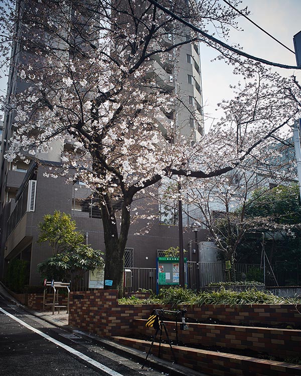 Sakura_004